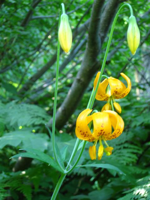 Bolan Mt & Redwoods-125.JPG - Bolan Lake Trail